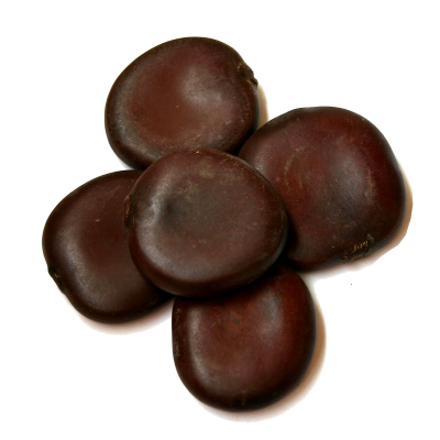 African Dream Seed | Entada Rheedii - 1 seed