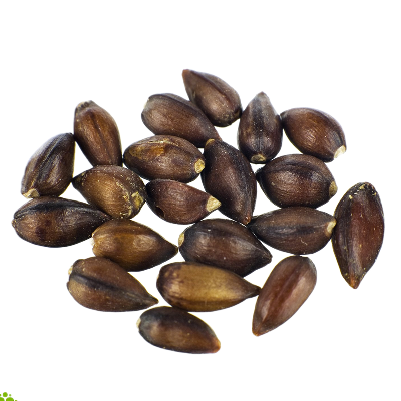 Ephedra (Ephedra sinica) seeds (Seeds)