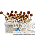 GetMagic Mazatapec+ Magic Mushrooms Grow Kit