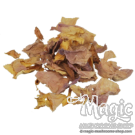 Pink Lotus  | Nelumbo Nucifera | 20 grams