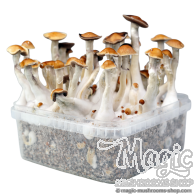 McKennaii Cloud920® Classic XL