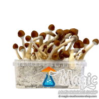 Kit de cultivo Ecuador - GetMagic 