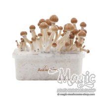 FreshMushrooms® kit de cultivo Ecuador