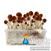 Kit de cultivo Golden Teacher - GetMagic