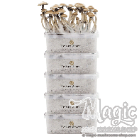 FreshMushrooms® kit de cultivo Discount 5 pack