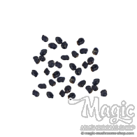 Cacto Peyote | 10 Sementes