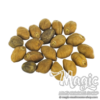Ololiuqui seeds | Rivea Corymbosa | 20 seeds