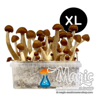 Kit de cultivo Thai XL - GetMagic