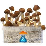 Kit de cultivo B+ - GetMagic 