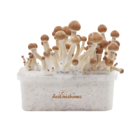 FreshMushrooms® kit de cultivo Ecuador