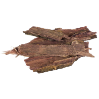 Jurema Preta | Mimosa hostilis