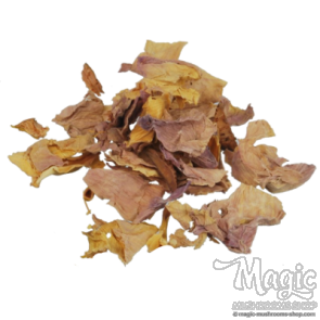 Pink Lotus Flowers | Nelumbo Nucifera 