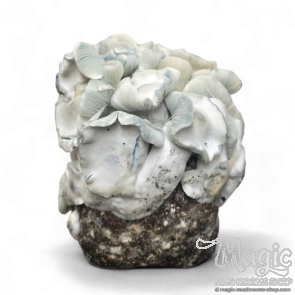 The new Jack Frost mushroom kit