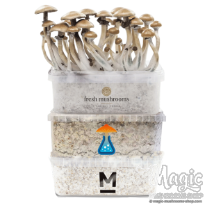 magic mushroom combi pack dicount