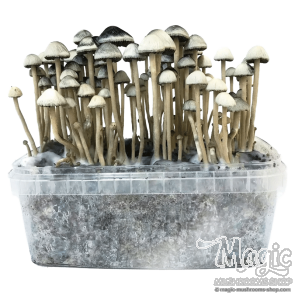 Hawaiian Copelandia Panaeolus Cyanescens