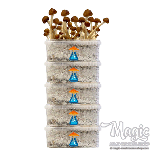 GetMagic® Grow kit Discount 5 Pack