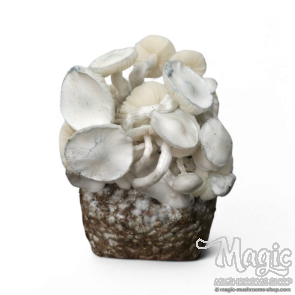 Nepal - spore vial | 10ml