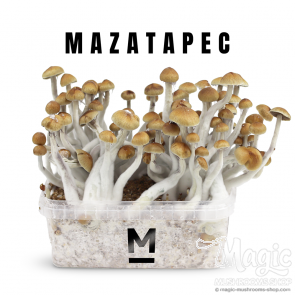 Mexican (mazatapec) growkit