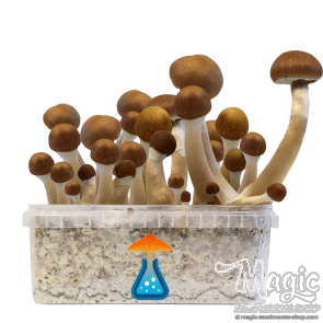 GetMagic McKennaii+ Magic Mushrooms Grow Kit