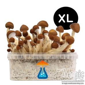 GetMagic Magic Mushroom grow kit XL