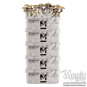  Mondo® grow kit Discount 5 Pack