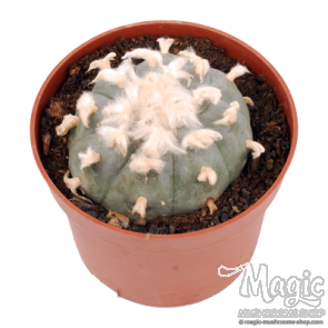 Peyote 6-7 cm