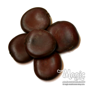 African Dream Seed | Entada Rheedii - 1 seed