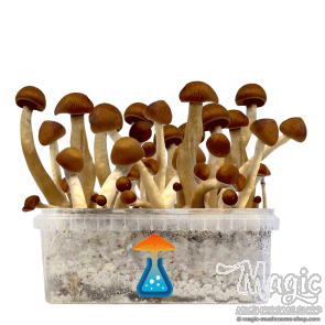 GetMagic Thai+ Magic Mushrooms Grow Kit