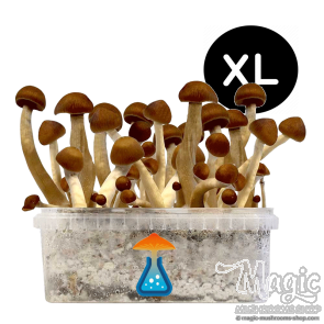 GetMagic Magic Mushroom grow kit XL