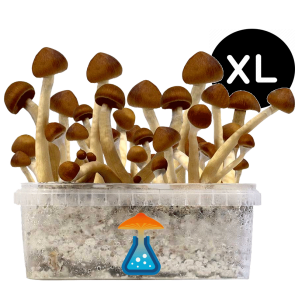 GetMagic Magic Mushroom grow kit XL