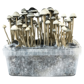 Hawaiian Copelandia Panaeolus Cyanescens