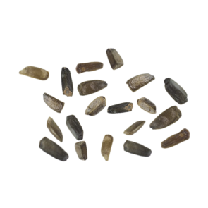 Wild dagga (Leonotis leonurus) seeds