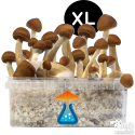 Kit de cultivo B+ XL - GetMagic