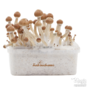 FreshMushrooms® kit de cultivo Amazon