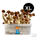 Kit de cultivo Thai XL - GetMagic
