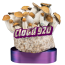 Psilocybe cubensis PE7 - Cloud920
