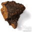 Chaga  Inonotus Obliquus Mushroom