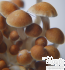 Colombian Magic Mushrooms