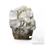 Kit de cultivo de cogumelos Leucistic Jedi Mind Fuck Cloud920® XL