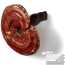 Reishi (Ganoderma Lucidum) Mushroom