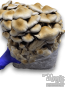 Cascadian Teacher Psilocybe cubensis