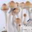GetMagic Ecuadorian Growkit 