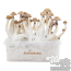 Mexican XP | Fresh Magic Mushrooms Grow Kit