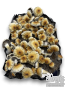 Hillbilly pumkin cloud920 transferido para o monotubo Boomer Shroomer