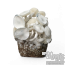 Kit de cultivo de cogumelos Leucistic Jedi Mind Fuck Cloud920® XL