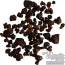 Magic Truffles Tampanensis