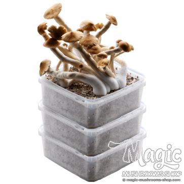 GetMagic® 3XL Grow Kits Bulk Deal GetMagic® 3XL Grow Kits Bulk Deal