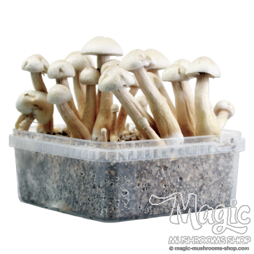 2100cc Amazonian PES Grow kit