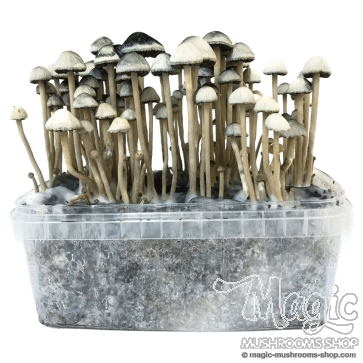  Hawaiian Copelandia Panaeolus Cyanescens