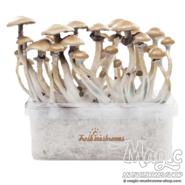 Golden Teacher XP| Fresh Magic Mushrooms Grow Kit
